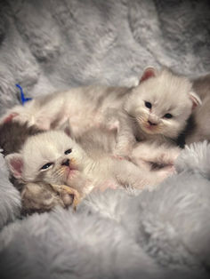 🍎 Maine Coon Les Aristocoons Happy et Blanche Black Silver Shaded & Blanc