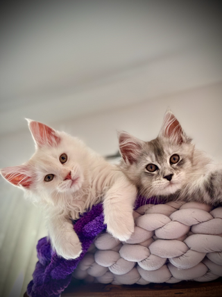 Simba and Sarabi - 11-week-old Maine Coons