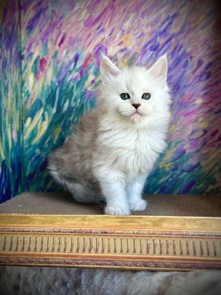 π Maine Coon Les Aristocoons Atchoumette Black Silver Shaded & Blanc