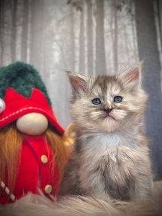 🎄 Maine Coon Les Aristocoons Martha May  Black Smoke Tortie