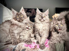 Photo de groupe des chatons Maine Coons de la portée Grinch 