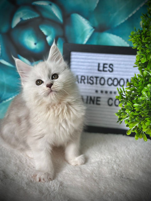 π Maine Coon Les Aristocoons Atchoumette Black Silver Shaded & Blanc