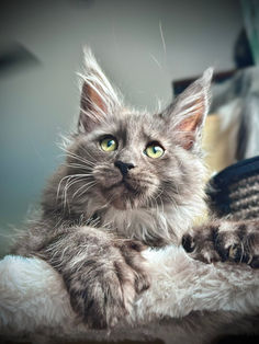 🪄 Maine Coon Les Aristocoons Harry Potter Black Smoke Polydactyle