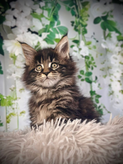 🎄 Maine Coon Les Aristocoons Chiara Lou Brown Classique Tabby – Polydactyle