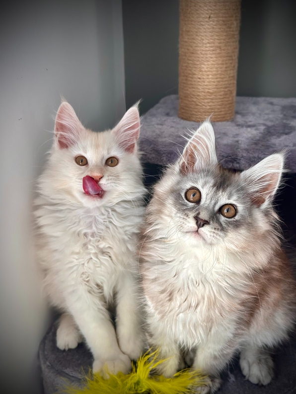 Simba et Sarabi - Maine coons de 13 semaines