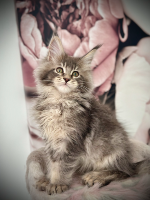 Stitch Maine Coon Blue Silver Ticked Tabby Polydactyle - Chaton de 11 semaines