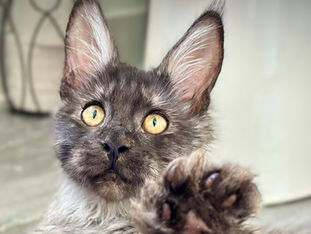 La coupe des griffes