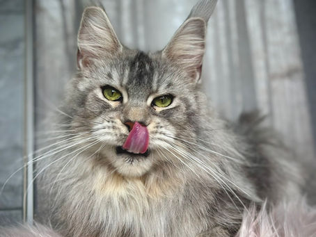 Wendy Maine Coon Black Silver Ticked Tabby qui se demande qu'est-ce qu'un coup de chaleur chez le chat ? 