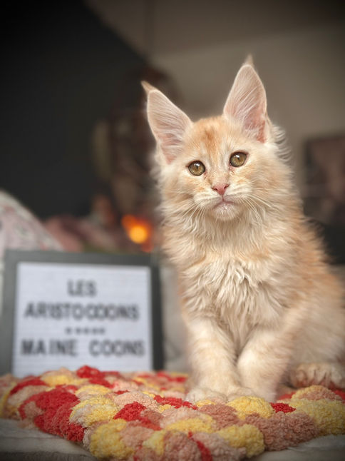 🪄 Maine Coon Les Aristocoons Ron Weasley Red Smoke Polydactyle