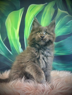 🎄 Maine Coon Les Aristocoons Cindy Lou - Blue Smoke