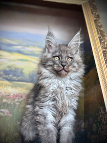 🪄 Maine Coon Les Aristocoons Bellatrix Black Smoke
