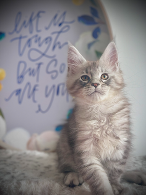 Radjah Chaton Maine Coon de 12 semaines 