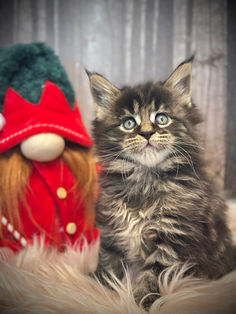 🎄 Maine Coon Les Aristocoons Chiara Lou Brown Classique Tabby – Polydactyle 