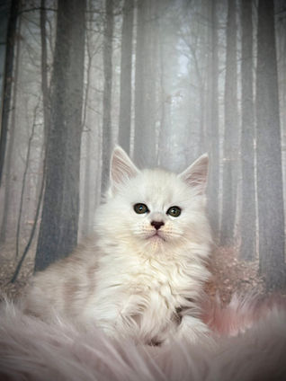 π Maine Coon Les Aristocoons Atchoumette Black Silver Shaded & Blanc