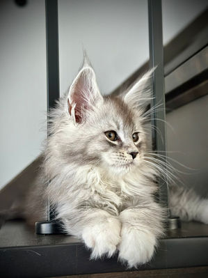 🌟 Maine Coon Les Aristocoons Sky Black Silver Ticked Tabby & Blanc
