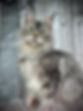 IMG_5684.JPEG