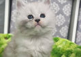 🍎 Maine Coon Les Aristocoons Blanche Black Silver Shaded & Blanc