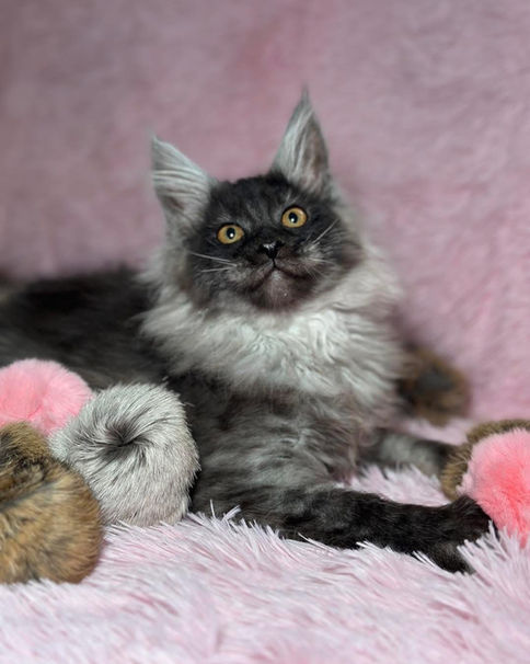 🎄 Maine Coon Les Aristocoons Betty Lou – Devenue Sabina Black Smoke – Polydactyle