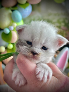 🍎 Maine Coon Les Aristocoons Blanche Black Silver Shaded & Blanc
