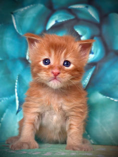 🪄 Maine Coon Les Aristocoons Arthur Weasley Red Solide Polydactyle