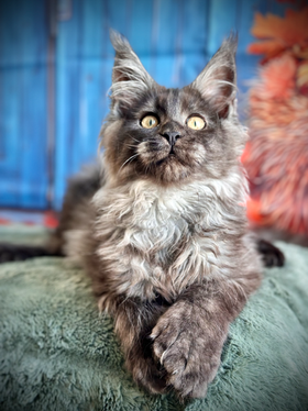 Cobra Maine Coon Black Smoke Polydactyle - Chaton 18 semaines