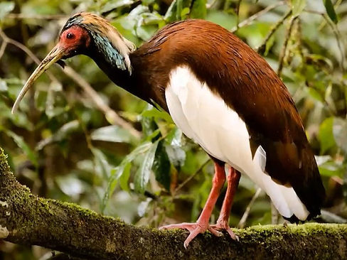 Madagascar Crested Ibis
