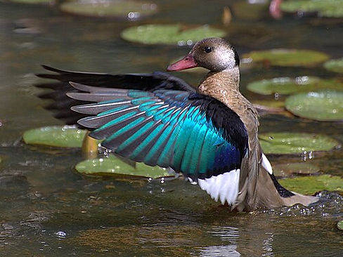 Brazilian Teal
