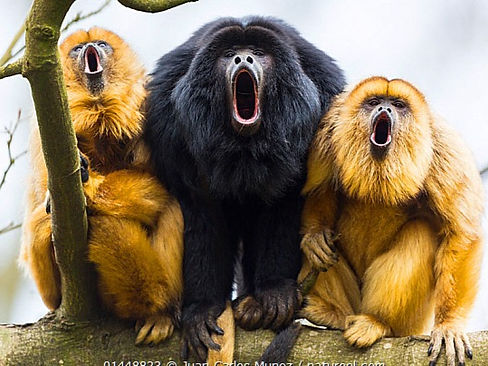 Black Howler Monkey