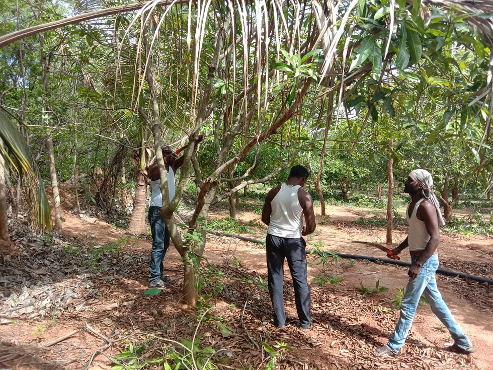 Govind Organics Farm Activities 2020 - 2021