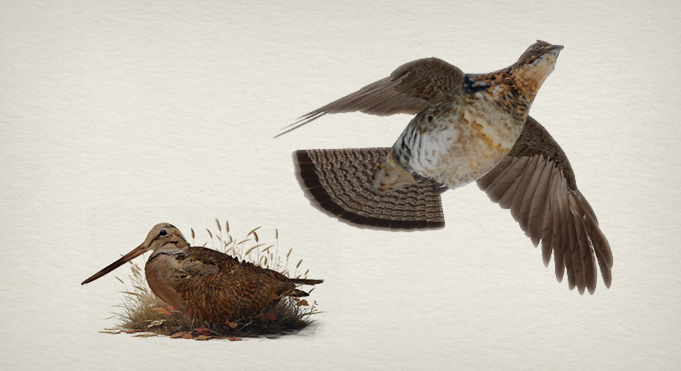 Our iconic upland birds—Ruffed Grouse and American Woodcock—inhabiting Bois-Mulé in the S.G.S prototype.