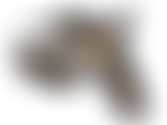 S.G.S Basics: The Ruffed Grouse 