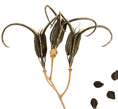 Devil's Claw