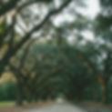 an-allee-of-live-oaks-with-glistening-hanging-span.jpg