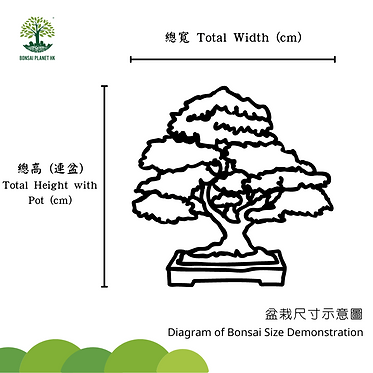 盆栽總尺寸示意圖 複本 (1).png