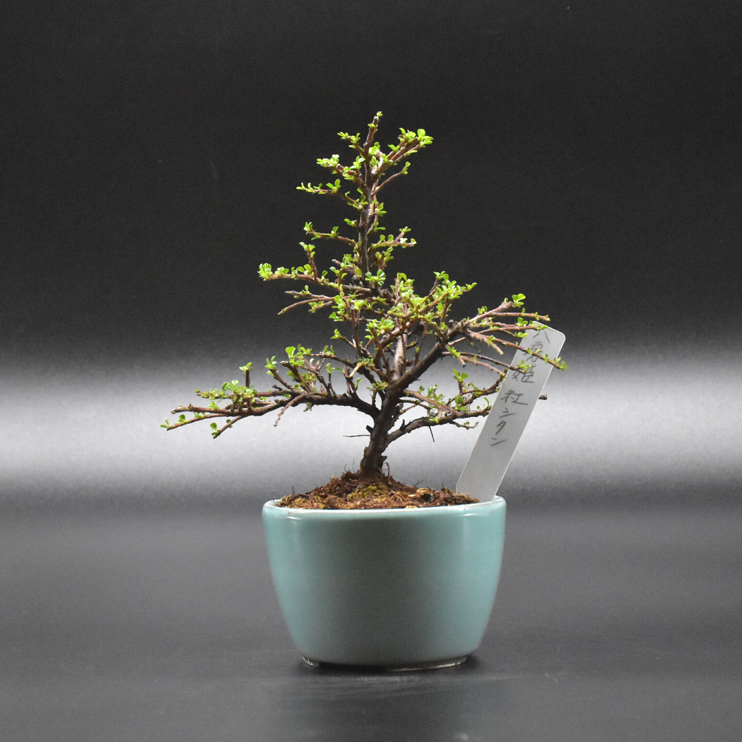 八房姬紅紫檀rosewood 盆景星球bonsai Planet