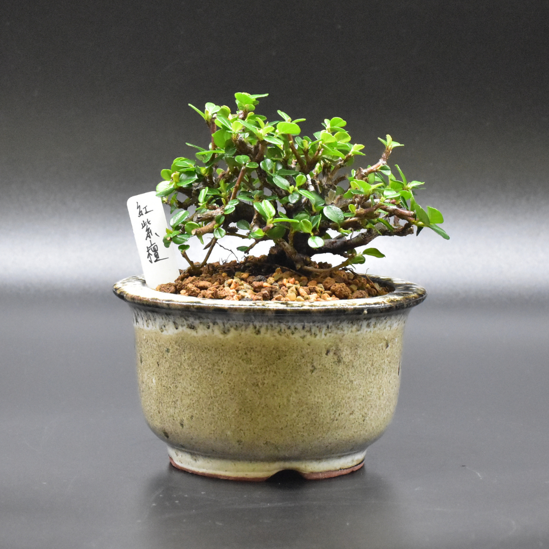 紅紫檀rosewood 盆景星球bonsai Planet