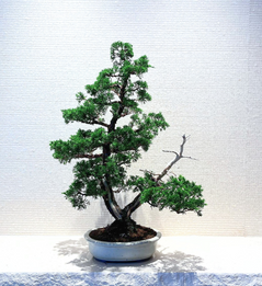 Our current display bonsai at customer's themed office. Itoigawa Juniper Bonsai on a stone table provided by Bonsai Planet HK