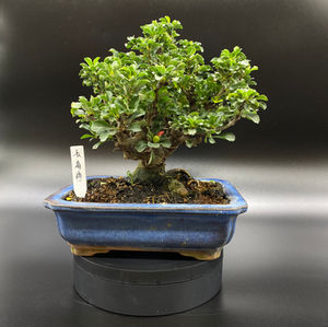 Blog Bonsai Planet Hk Blog Bonsai Planet Hk