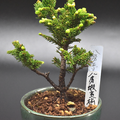 日本八房蝦夷松ezo Spruce 盆景星球bonsai Planet 日本八房蝦夷松ezo Spruce 盆景星球bonsai Planet