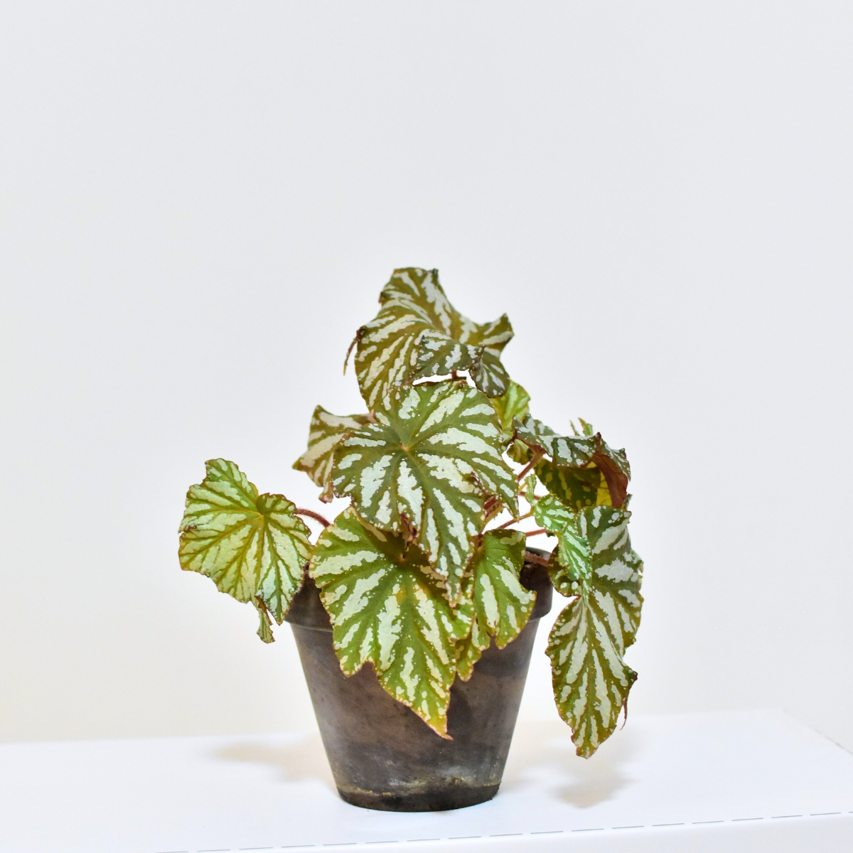 花葉秋海棠 Begonia