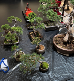 Weekly service for Bonsai Maintenance can be provided. Includes watering and pruning etc.