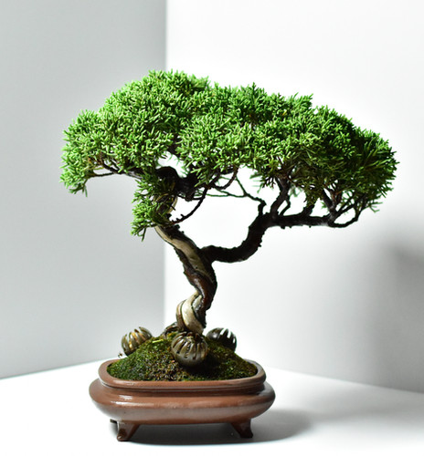 真柏Juniper | 盆景星球Bonsai Planet