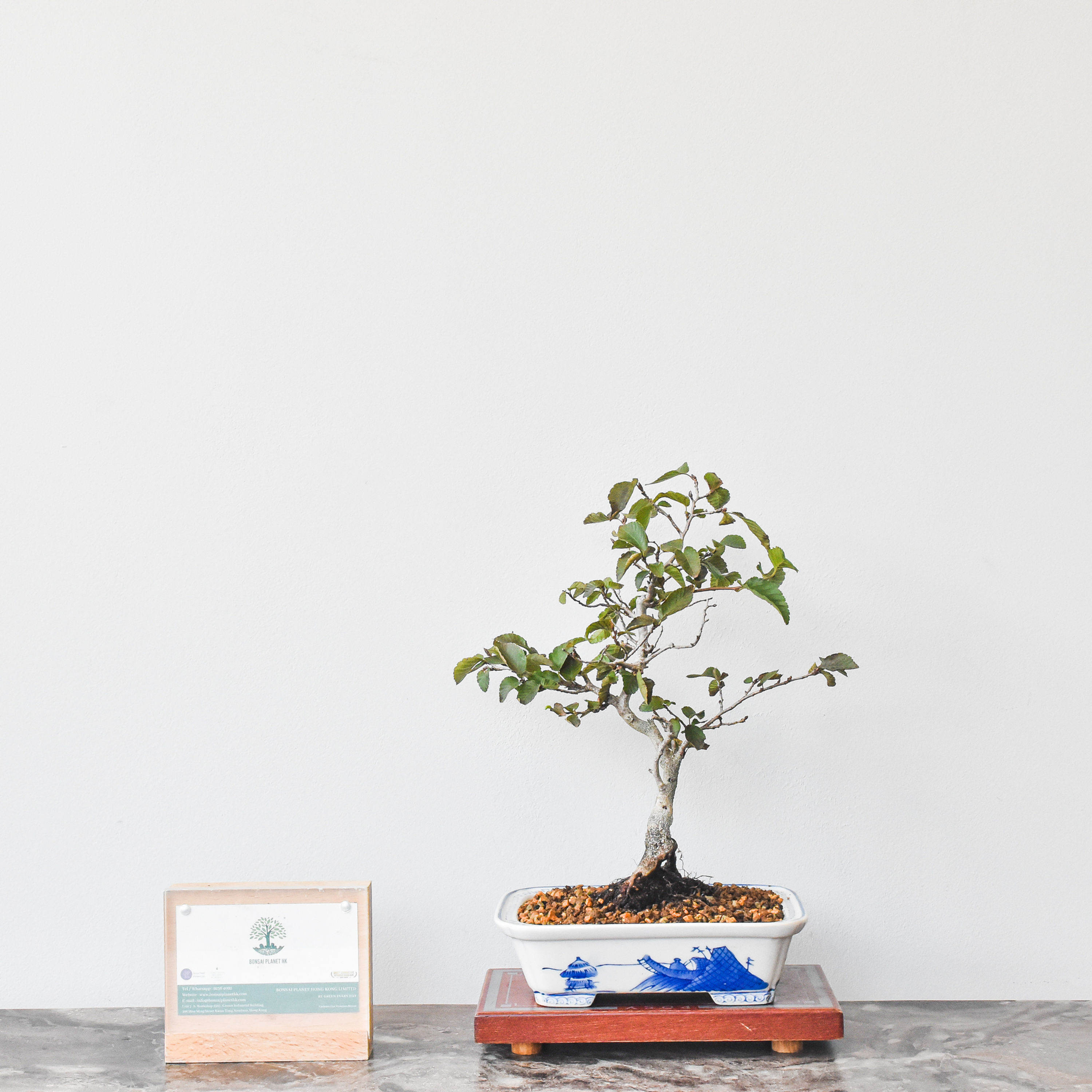 岩四手 Carpinus Turczaninovii Hance