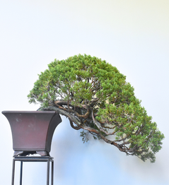 Cascade Itoigawa Shimpaku Juniper for Bonsai Display service