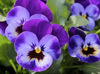 Anelka (2014) Pansy Flowers [photograph]