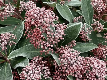 Whitehead, E.J. (2023) Skimmia japonica on a cold January day [photograph]