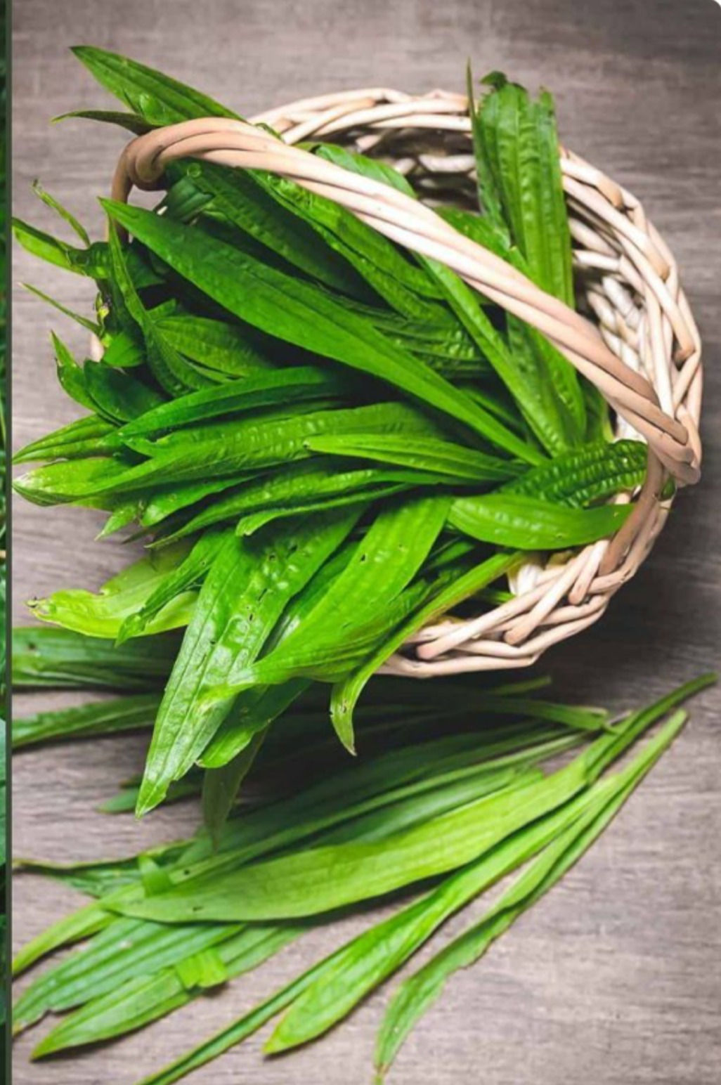 Plantain & Yarrow Tincture    2oz bottle