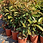 Thumbnail: PHOTINIA SERRATIFOLIA CRUNCHY