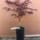 Miniatura: ACER PALMATUM SHAINA