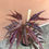Miniatura: ACER PALMATUM SHAINA